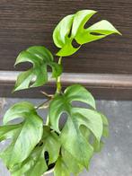 Rhaphidophora Tetrasperma (minimale aurea variegata), Huis en Inrichting, Kamerplanten, Ophalen of Verzenden