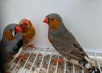 3 Males Mandarins, Dieren en Toebehoren, Vogels | Overige Vogels, Mannelijk