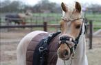 Magnifique poney Palomino C-Pony, Femelle