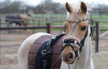 Magnifique poney Palomino C-Pony