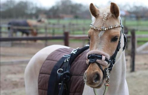 Magnifique poney Palomino C-Pony, Animaux & Accessoires, Animaux Autre, Femelle