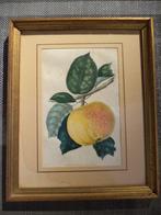 ancienne gravure couleurs, pomme PIPPIN de l'Ohio (Redouté), Enlèvement ou Envoi