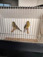 Wilde kanarie koppel onverwand, Dieren en Toebehoren, Vogels | Kanaries