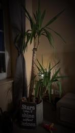 Plant met pot, Tuin en Terras, Planten | Tuinplanten, Ophalen