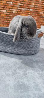 Nederlandse hangoor dwergkonijn  te koop met complete set!, Dieren en Toebehoren, Hangoor