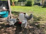 Broedeieren araucana lavender