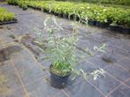 vlinderstruik paars, Tuin en Terras, Planten | Tuinplanten, Vaste plant, Halfschaduw, Zomer, Ophalen