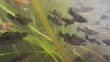 blackmolly  beschikbaar voor biedingen