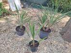 Butia palmbomen (enkelstammig en 2-stammig)., Tuin en Terras, Planten | Bomen, Lente, Minder dan 100 cm, Palmboom, Ophalen