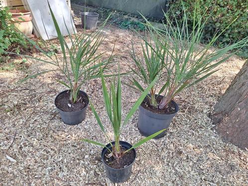 Butia palmbomen (enkelstammig en 2-stammig)., Tuin en Terras, Planten | Bomen, Palmboom, Minder dan 100 cm, Volle zon, Lente, In pot