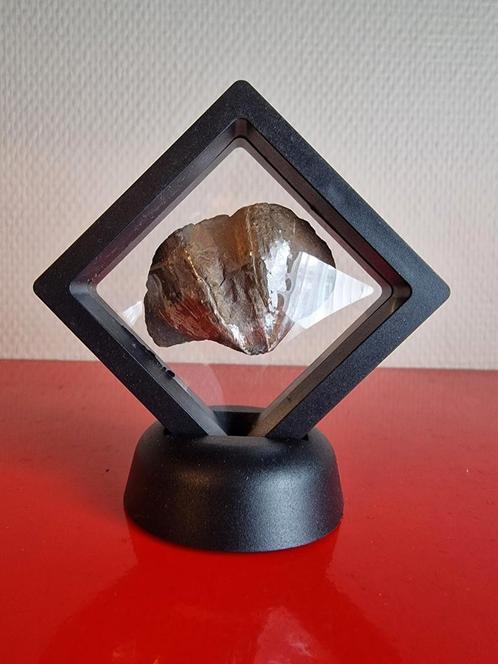 Fossiel – Cyrtospirifer verneuili, Verzamelen, Mineralen en Fossielen, Fossiel, Ophalen of Verzenden