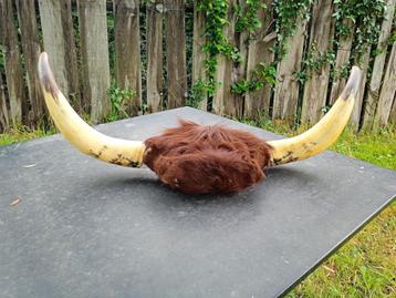 Cornes de vaches, Enlèvement