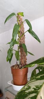Philodendron Oxapapense, Ophalen