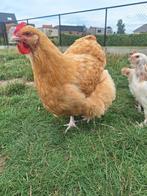 Orpington buff hen, Dieren en Toebehoren, Pluimvee, Vrouwelijk, Kip