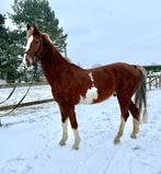 7j brave tuiger, Ruin, Tuigpaard