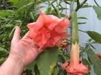 Brugmansia, Tuin en Terras, Planten | Tuinplanten, Volle zon, Vaste plant, Zomer, Ophalen