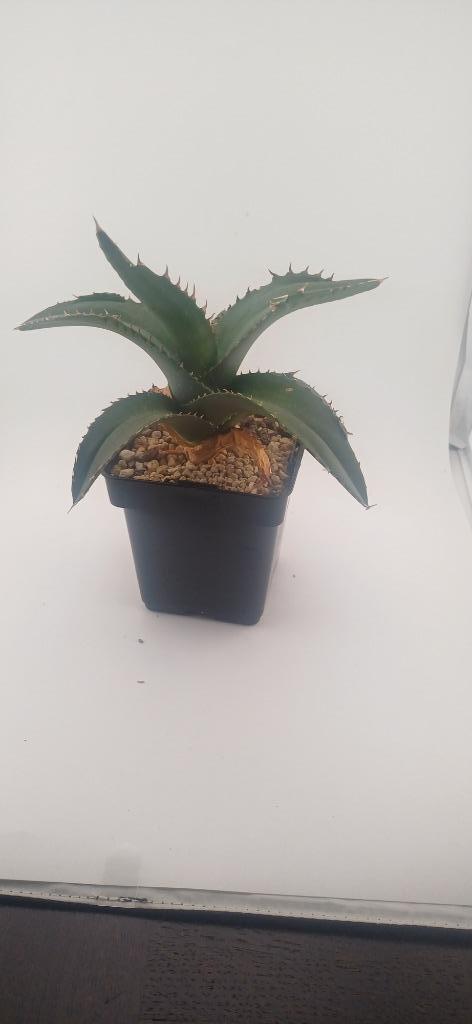 agave titanota white ice, Huis en Inrichting, Kamerplanten, Vetplant, Minder dan 100 cm, Groene kamerplant, Volle zon, Ophalen of Verzenden