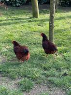 Rhode Island Red, Dieren en Toebehoren, Pluimvee