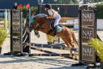 Brave veelzijdige B pony!, Ruin, Springpony, 7 tot 10 jaar, B pony (1.17m tot 1.27m)