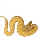 Ball python banana enchi spider, Dieren en Toebehoren, Reptielen en Amfibieën