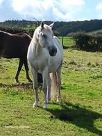 Cheval hongre, Animaux & Accessoires, Poneys, Hongre, Débourré, Poney E (1.48 m - 1.57m), 11 ans ou plus