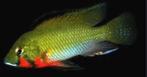 Thoracochromis brauschi, Dieren en Toebehoren, Vissen | Aquariumvissen, Zoetwatervis