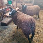 Zwartbles ram, Animaux & Accessoires, Moutons, Chèvres & Cochons