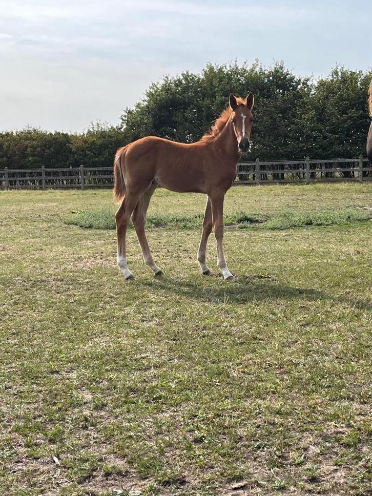 Zangersheide hengstenveulen Toèmme de Régor, Dieren en Toebehoren, Paarden, Hengst, Onbeleerd, Minder dan 160 cm, 0 tot 2 jaar