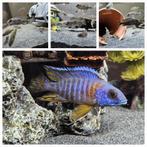 Cichlidés Aulonocara Stuartgranti au Malawi, agriculture ama, Animaux & Accessoires, Poissons | Poissons d'aquarium, Poisson, Poisson d'eau douce