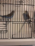 Black wing split, Dieren en Toebehoren, Vogels | Parkieten en Papegaaien, Geslacht onbekend, Parkiet, Geringd