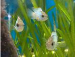 Jonge electric blue acara, eaquidens pulcher electric Blue, Dieren en Toebehoren, Vissen | Aquariumvissen