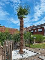 Palmboom, Tuin en Terras, Planten | Bomen, Ophalen, Palmboom