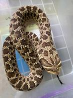 2022 1.1 arctic het albino, Dieren en Toebehoren, Reptielen en Amfibieën, Slang, Tam, 3 tot 6 jaar