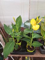 Bloemriet(canna plant), Tuin en Terras, Planten | Tuinplanten, Ophalen