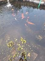 visvijver, Ophalen, Gebruikt