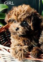 Mignons chiots hypoallergéniques, Autres races, 8 à 15 semaines, Plusieurs, Éleveur | Loisir