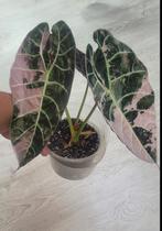 Alocasia watsoniana glossy pink knollen te koop, Ophalen