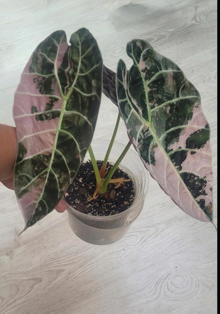 Alocasia watsoniana glossy pink knollen te koop, Huis en Inrichting, Kamerplanten, Ophalen