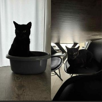 2 lieve poezen