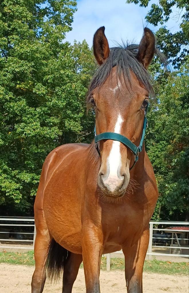 Gave New Forest Ruin  grote D pony!, Dieren en Toebehoren, Pony's, Ruin, Onbeleerd, D pony (1.37m tot 1.48m), Springpony, 0 tot 2 jaar