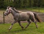 Welsh Pony🩵🩵  appaloosa pony, Non dressé, Vermifugé, Hongre, 0 à 2 ans