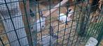 Duitse reuzen blue sable albino moertjes, Dieren en Toebehoren, Konijnen