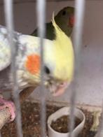 Handopfok super tam, Dieren en Toebehoren, Vogels | Parkieten en Papegaaien, Meerdere dieren, Papegaai, Geringd