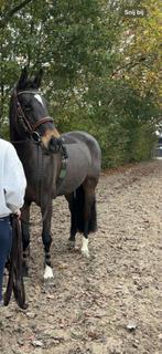 Spring/eventing paard, Dieren en Toebehoren, Paarden, Merrie, Met stamboom, Springpaard, 7 tot 10 jaar