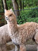 Alpaca hengst super  kwaliteit show  waardig, Dieren en Toebehoren, Overige Dieren