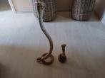 Oude opgevulde Cobra reptielen