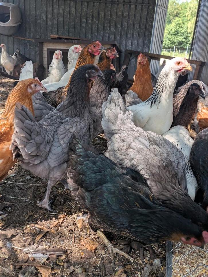 Bleu de lande legkippen, Dieren en Toebehoren, Pluimvee