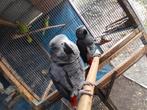 Lot perroquet, Dieren en Toebehoren, Meerdere dieren, Papegaai, Pratend