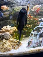 2 pleco's, Dieren en Toebehoren, Vissen | Aquariumvissen, Vis, Zoetwatervis
