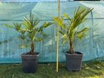 2 mooie palmbomen Trachycarpus zelf gekweekt, Tuin en Terras, Planten | Bomen, Ophalen, Palmboom